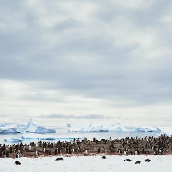 Penguin Colony 1